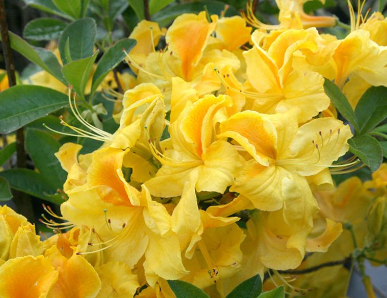 Rhododendron, sommergrüne - Rhododendron Knapphill Gruppe