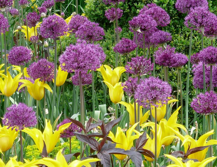 Wildtulpen und Zierlauch