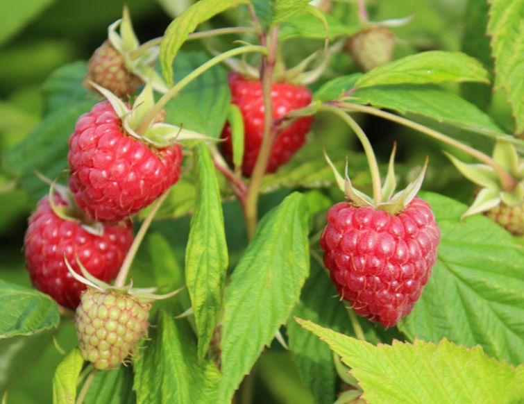 Naschobst im Garten