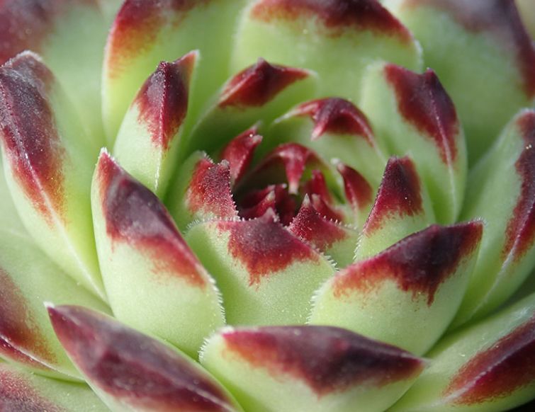 Hauswurz – Sempervivum