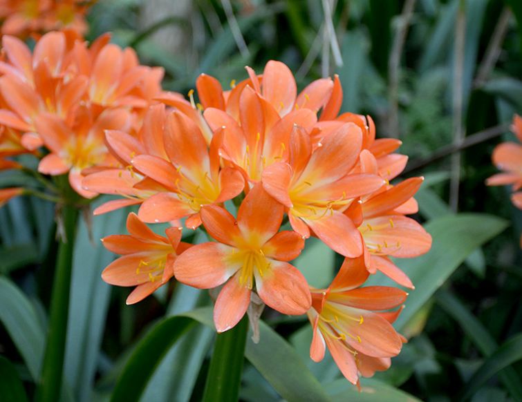 Klivie – Clivia