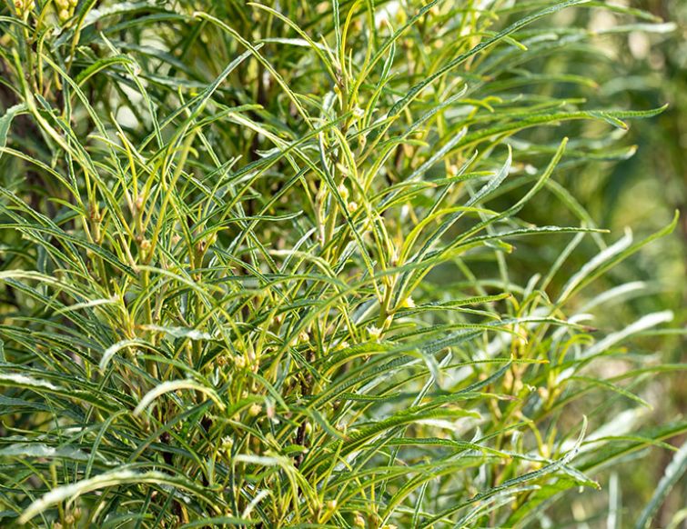 Faulbaum – Frangula alnus