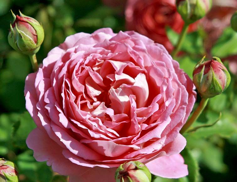 Englische und Romantische Rosen