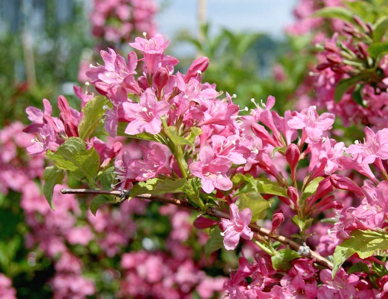 Weigelie – Weigela