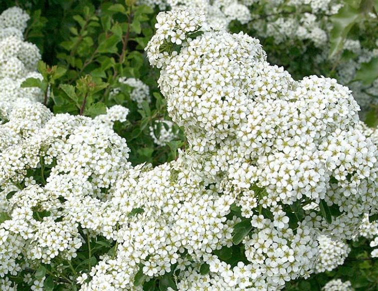 Spierstrauch – Spiraea