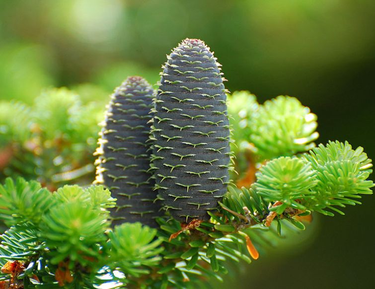 Koreatanne - Abies koreana