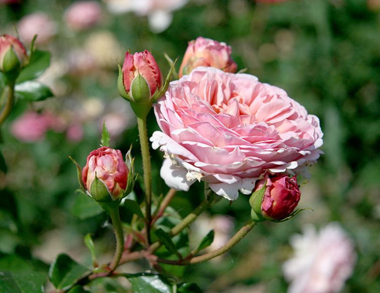 Rosen und Männer