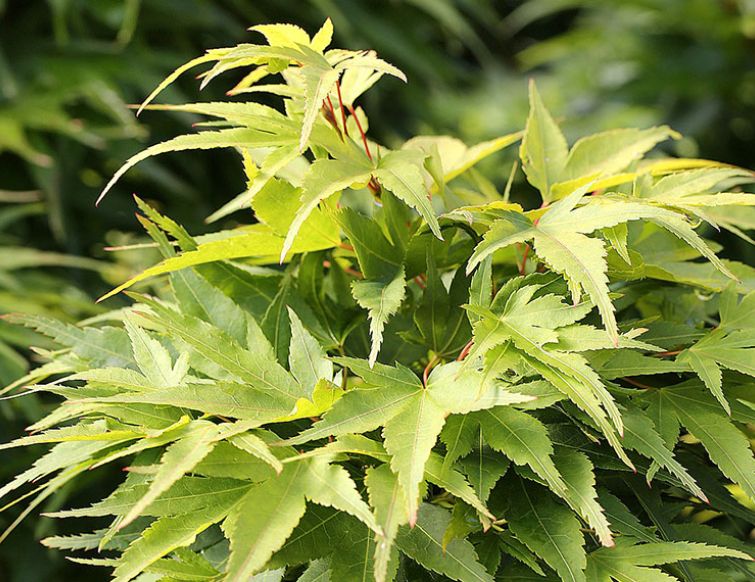 Japanischer Zwergfächerahorn Mikawa-yatsubusa –  Acer palmatum ‘Mikawa-yatsubusa’