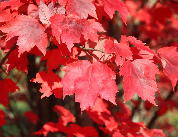 Rotahorn – Acer rubrum