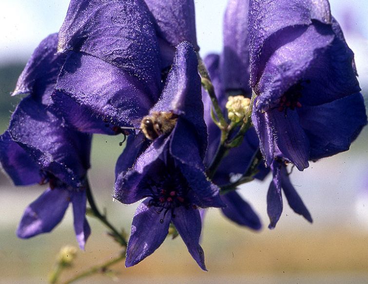 Eisenhut - Aconitum