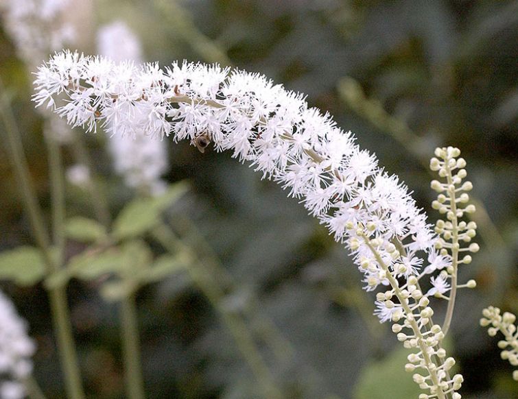 Silberkerze – Actaea (Cimicifuga)