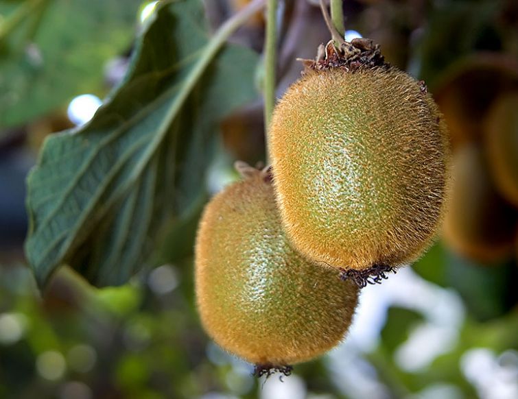 Schnitt und Pflege von Kiwi