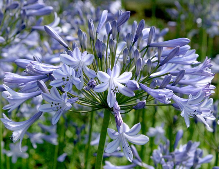 Schmucklilie - Agapanthus