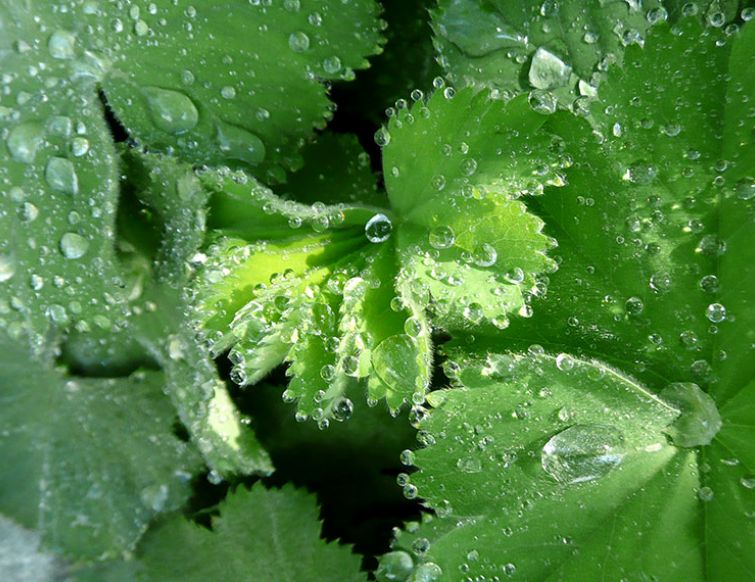 Frauenmantel – Alchemilla