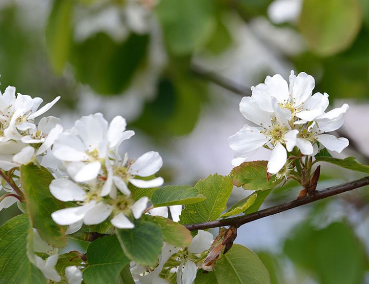 Erlenblättrige Felsenbirne – Amelanchier alnifolia