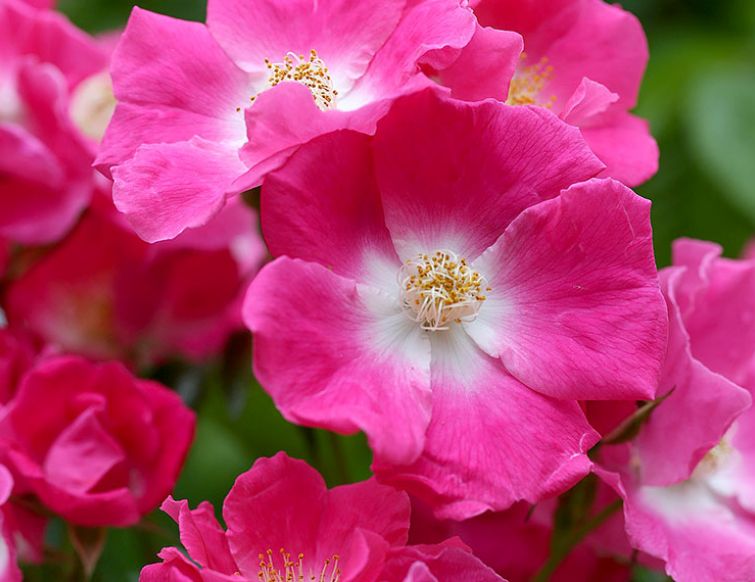 Ramblerrosen – rankende Kletterkünstler