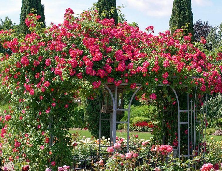 Rankhilfen für Rosen