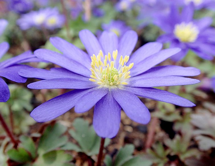 Strahlenanemone - Anemone blanda
