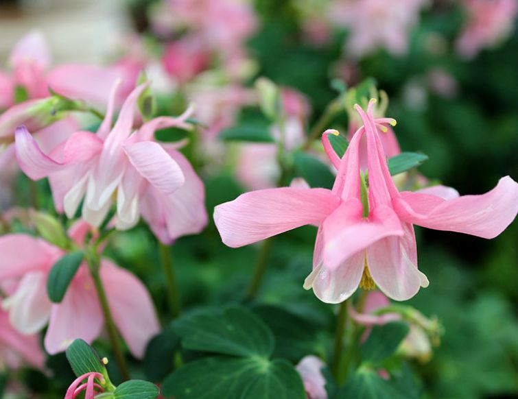 Bepflanzung mit Sommerflor