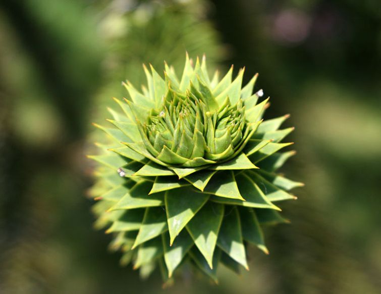 Chiletanne - Araucaria araucana