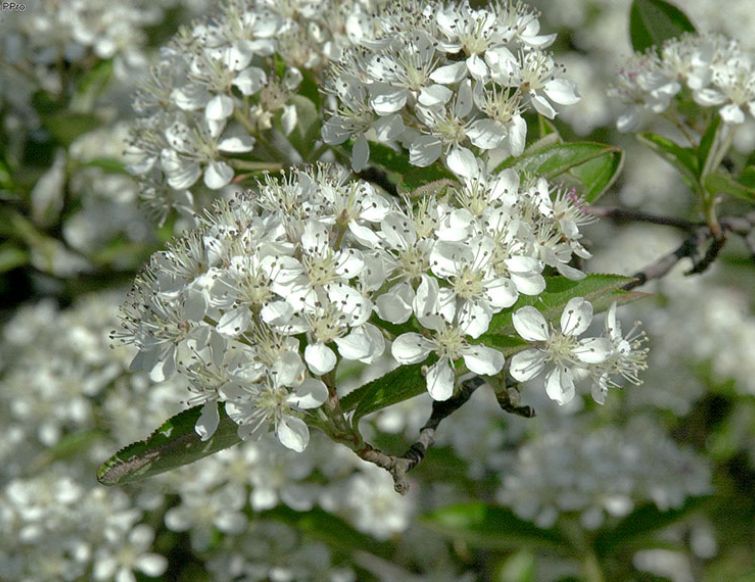 Apfelbeere - Aronia