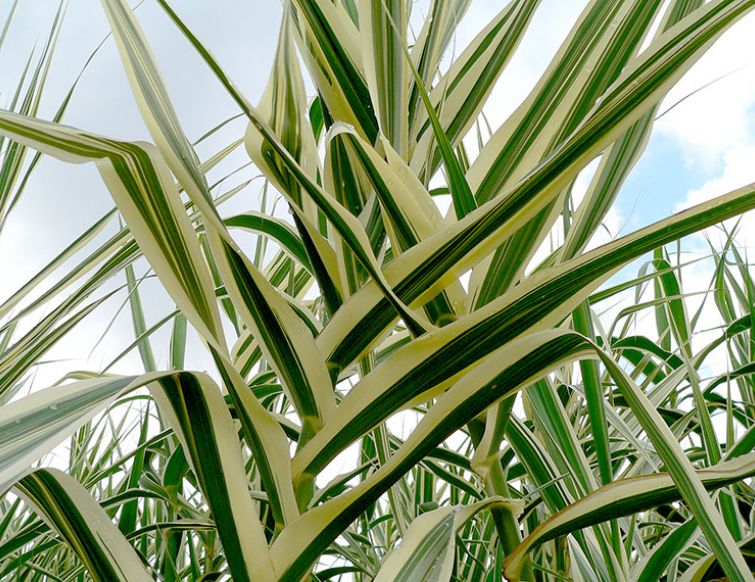 Pfahlrohr – Arundo donax