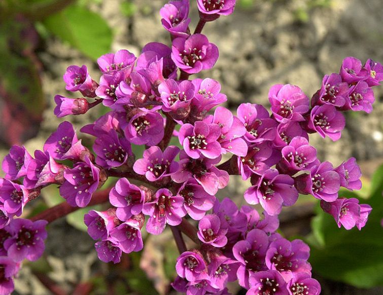 Bergenie - Bergenia