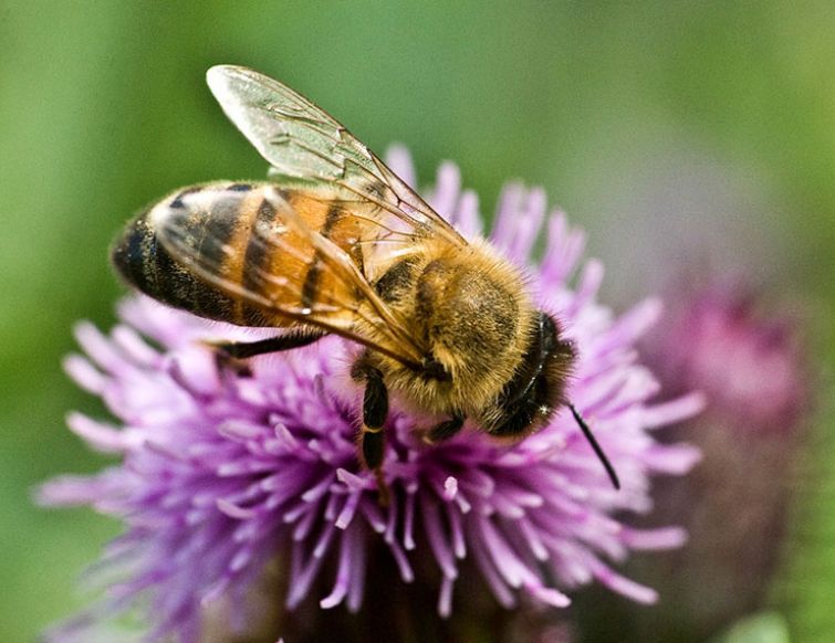 Bienenweidepflanzen