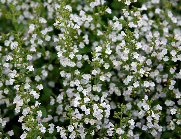 Drüsige Bergminze – Calamintha nepeta