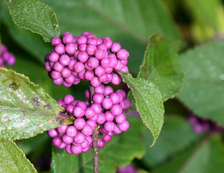 Schönfrucht - Callicarpa bodinieri