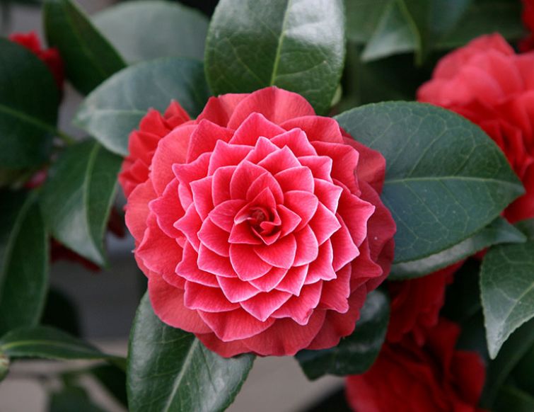 Kamelie - Camellia japonica