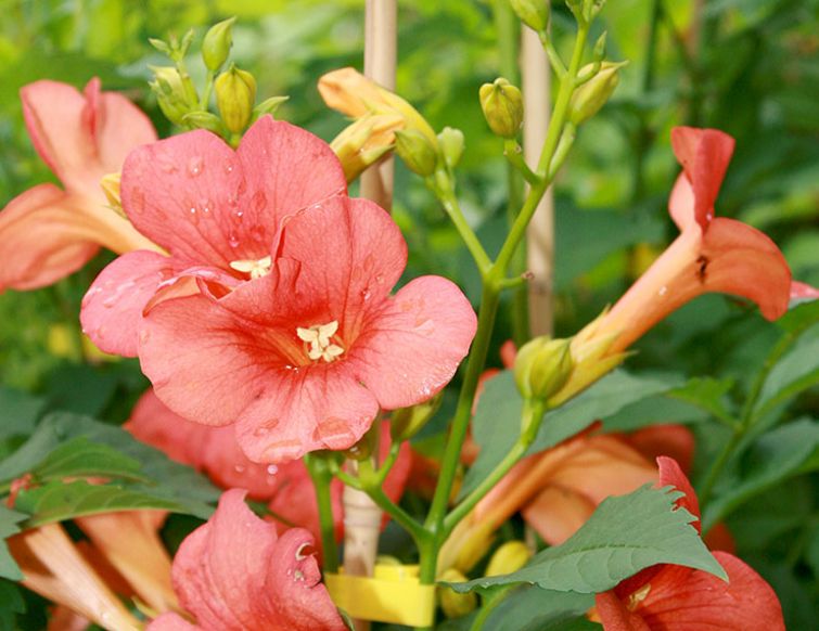 Trompetenblume  - Campsis