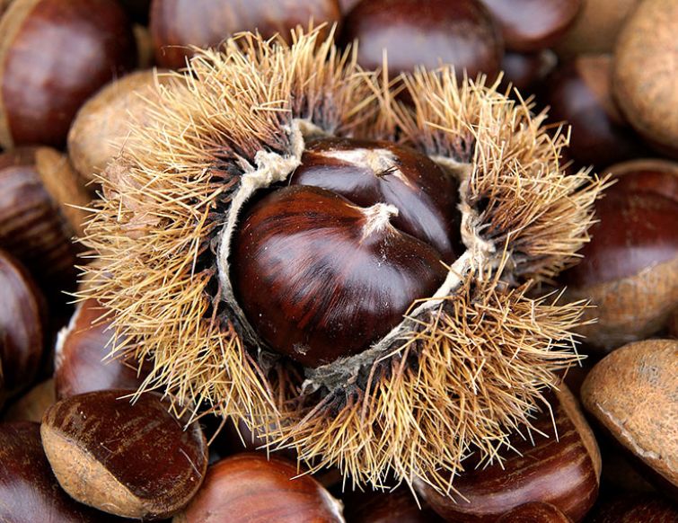 Edelkastanie, Marroni (Castanea sativa)