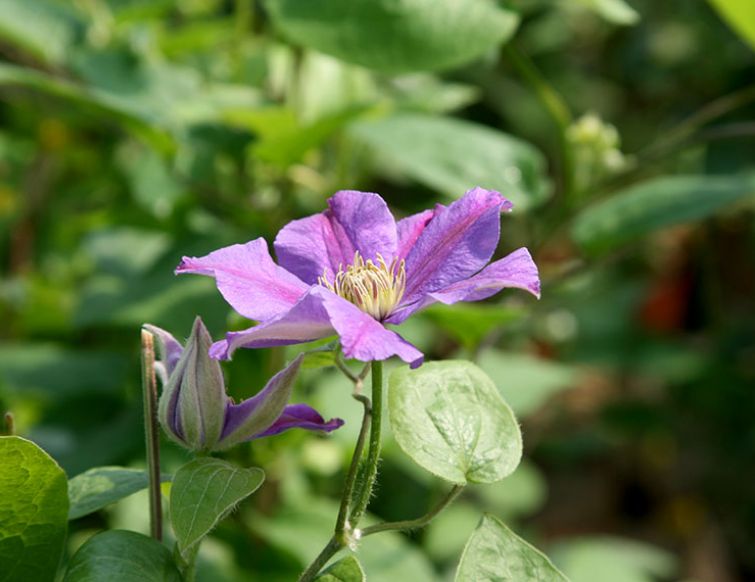 Pflanzung von Clematis