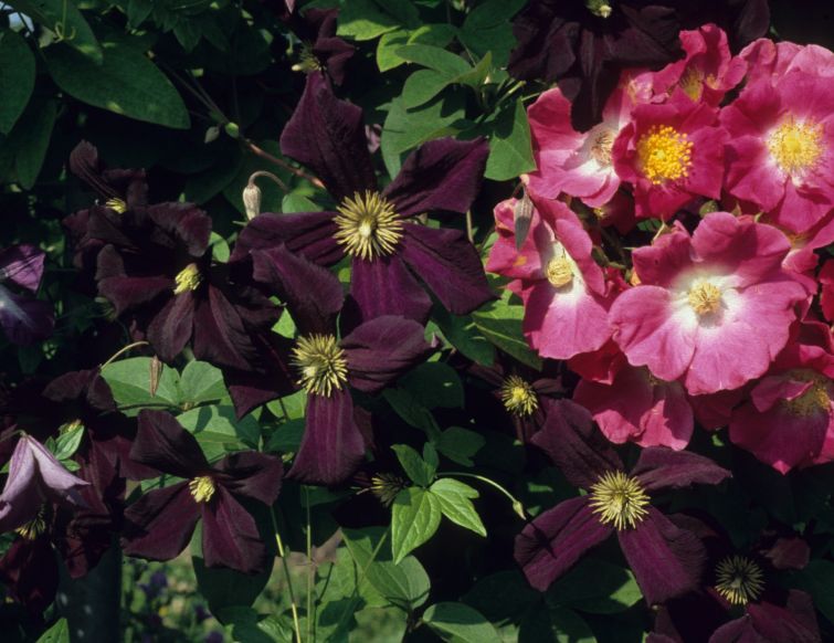 Rosen und Clematis