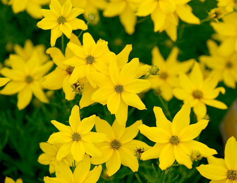 Mädchenauge – Coreopsis verticillata