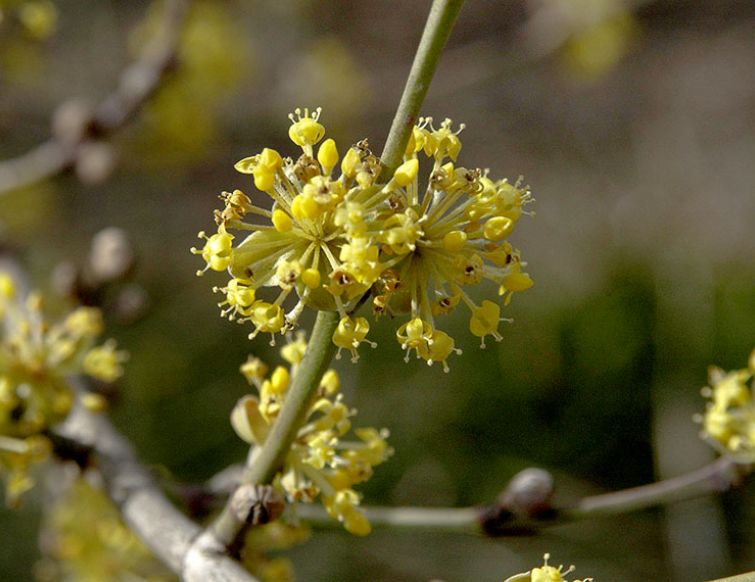 Kornelkirsche - Cornus mas