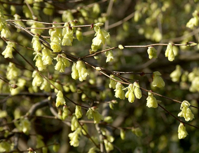 Scheinhasel - Corylopsis pauciflora