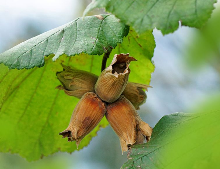 Hasel – Corylus avellana