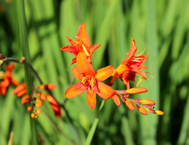 Montbretie - Crocosmia