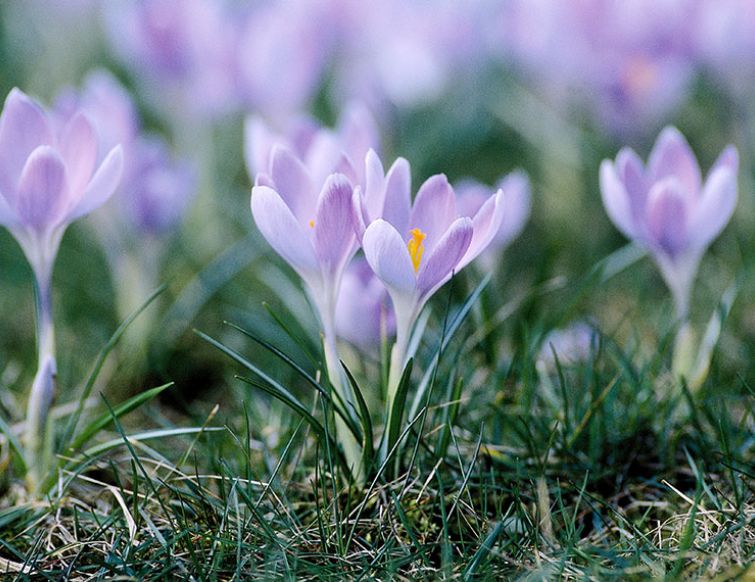 Blumenzwiebeln - und der Garten blüht