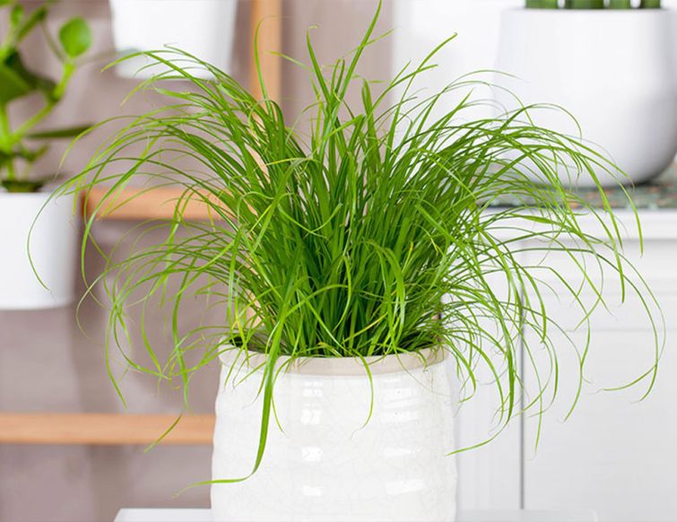 Katzengras - Cyperus zumula