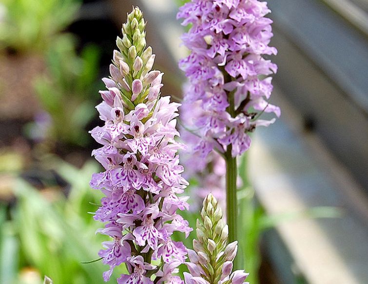 Orchideen für den Garten