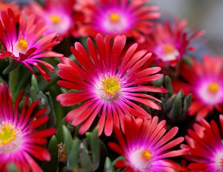 Mittagsblume – Delosperma