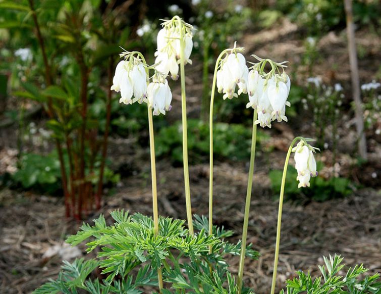 Herzblume, zwergig - Dicentra formosa