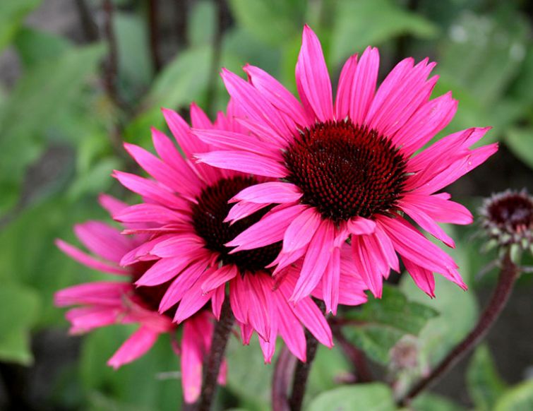 Sonnenhut, rot - Echinacea purpurea
