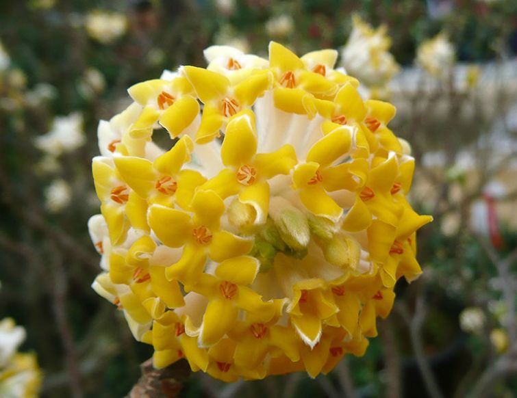 Japanischer Papierbusch - Edgeworthia chrysantha