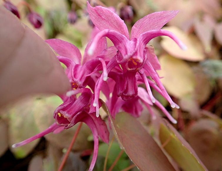 Elfenblume – Epimedium