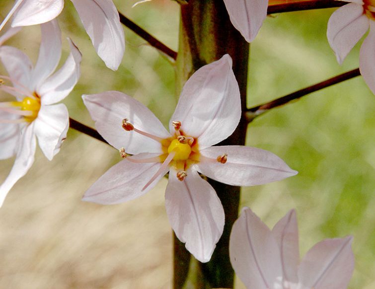 Steppenkerze  - Eremurus