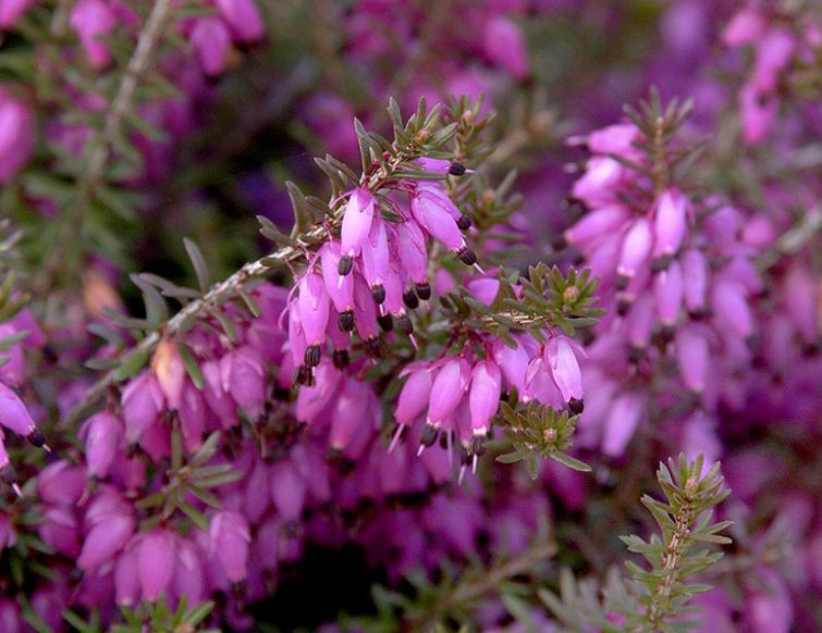 Schneeheide – Erica carnea